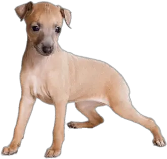  Light Brown Greyhound Puppy Transparent Png Stickpng Italian Greyhound Puppy Puppy Png