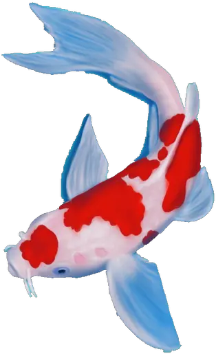  Waterfilter Koi Png Koi Fish Png