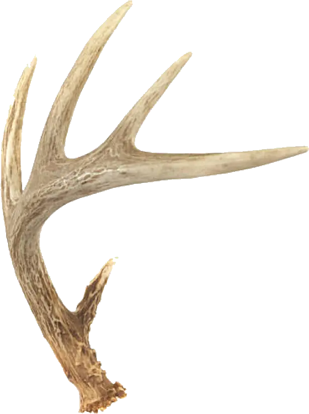  Hd Deer Horns Freetoedit Whitetail 866080 Png Images Transparent Deer Horns Deer Antlers Png