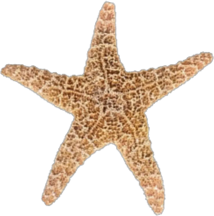  Designs Starfish Png 19874 Free Icons And Png Backgrounds Starfish Transparent Background Sans Transparent Background