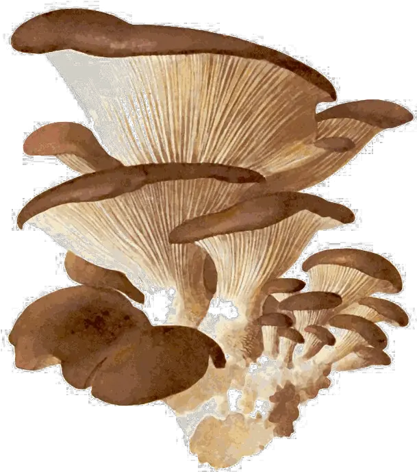  Edible Mushroom Png Download Image Arts Oyster Mushroom Hd Png Mushroom Transparent Background