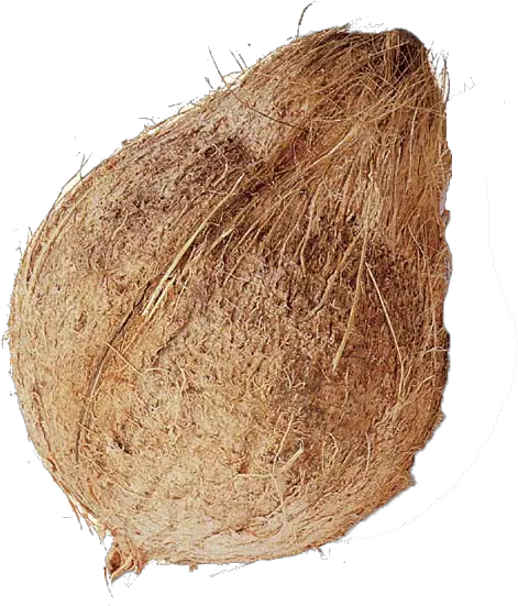  Coconut Download Free Png Fresh Whole Coconut Coconut Png