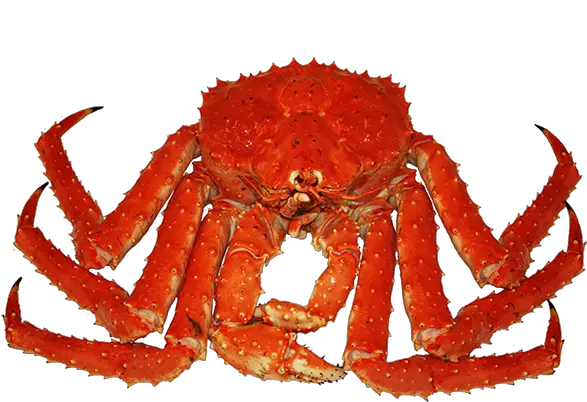  King Crab Png Image Long Leg Crab Png Crab Transparent Background
