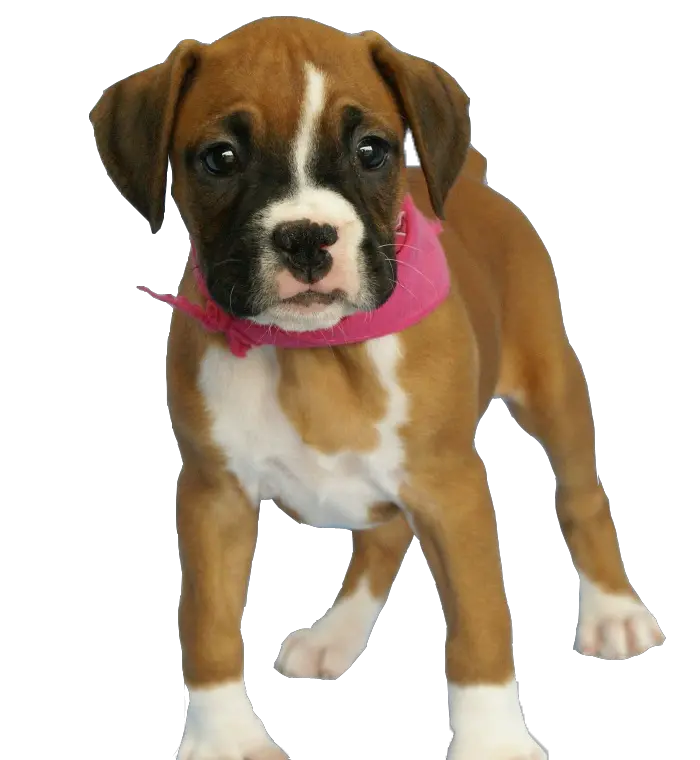  Png Images Download Free Transparent Puppy Background