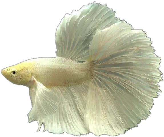  Small Fish Png Tropical Fish Ornamental Fish Live Thai Tropical Fish Png Tropical Fish Png