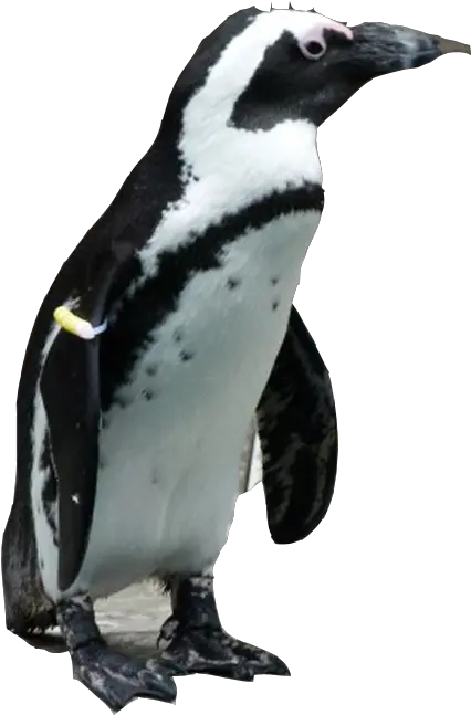  Penguin Png Download Image Arts Penguin Png Penguin Transparent Background