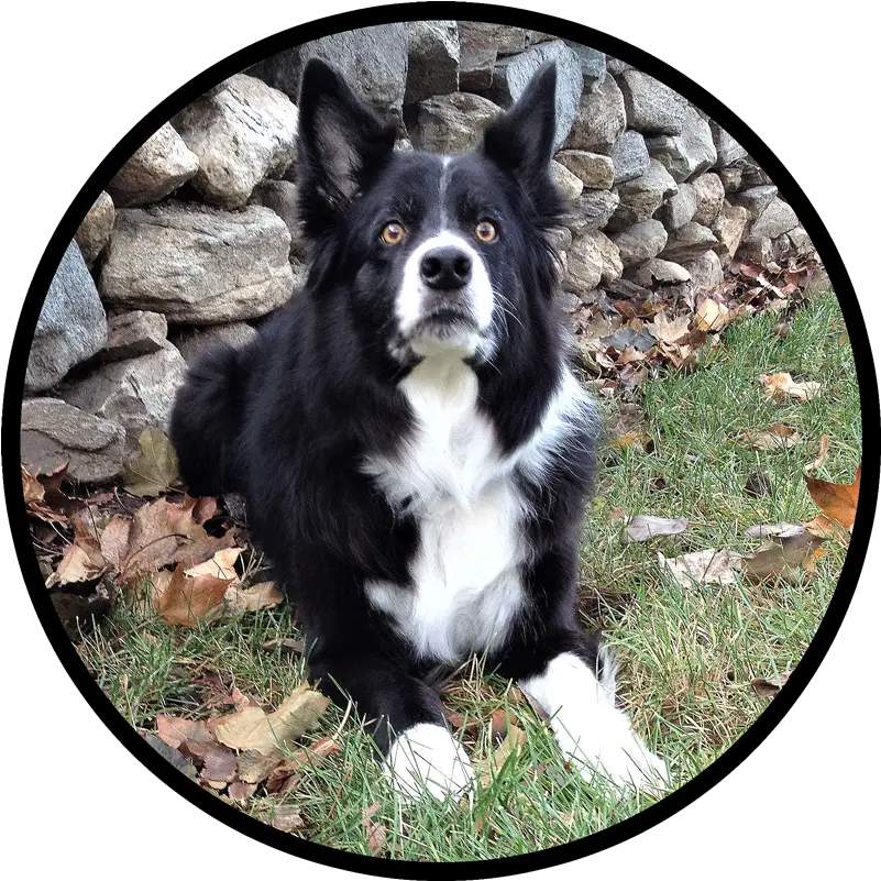  Home Field Stone Border Collies Companion Dog Png Border Collie Png