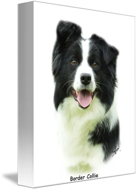  Border Collie 9a015d 24 By Traffordphotos Australian Collie Png Border Collie Png