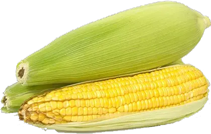  Corn Png Transparent Images Free Download Background