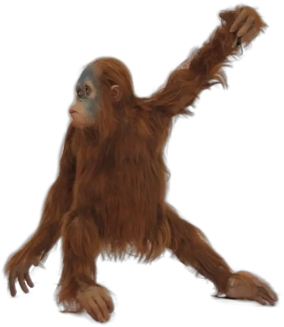  Real Monkey Png Picture 771177 Orangutan Transparent Background Monkey Transparent Background