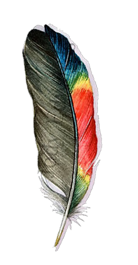  Transparent Feathers Parrot Transparent Background Feather Png Parrot Feather Parrot Transparent