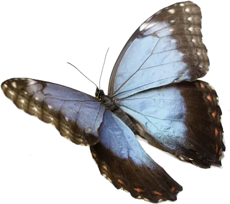  Morpho Magic Kids Out And About Rochester Sticker Butterfly For Picsart Png Real Butterfly Png