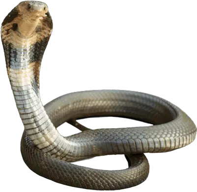  Cobra Snake Png Images Free Download Cobra Snake Png Hd King Cobra Png