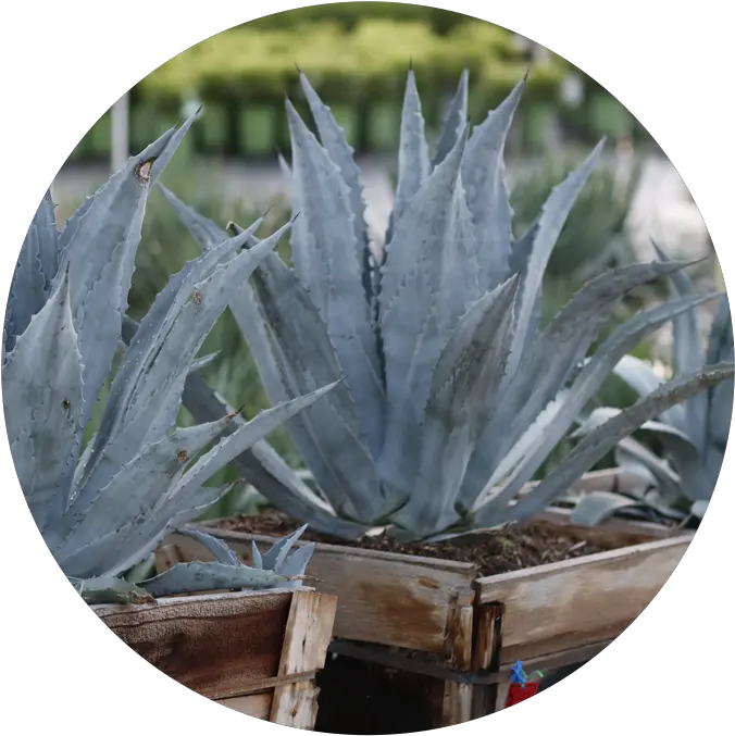  Swn Agave Southwest Nursery Wholesale Landscaping Agave Azul Png Agave Png