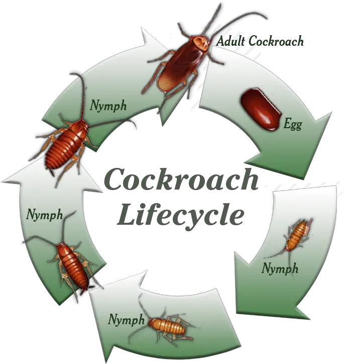  Cockroaches Greenshield Pest Control Diagram Cockroach Life Cycle Png Cockroach Transparent