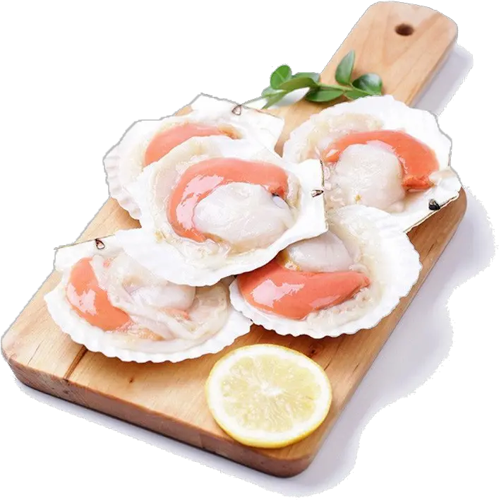  Half Shell Scallop With Roe 1kg Half Shell Scallop Png Shell Png