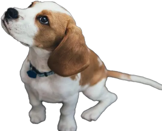  Beagle Dog Puppy Transparent Raca De Cachorro Com Olhos Verdes Png Transparent Puppy