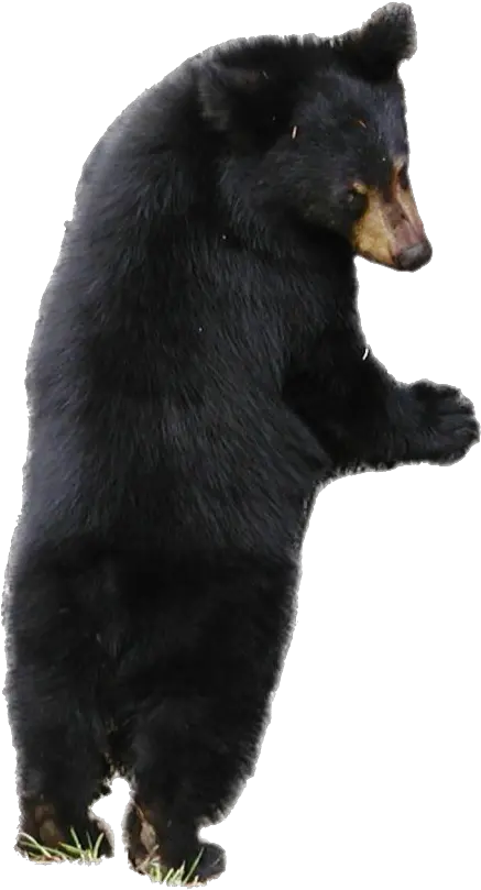  Sloth Bear Png Free Download