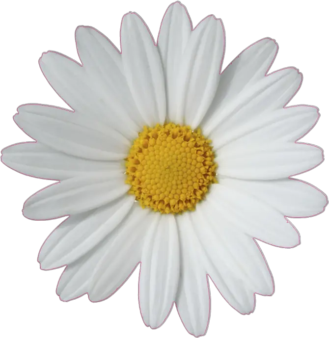  Common Daisy Flower Clip Art Flower Tumblr Sticker Transparent Png Daisy Png