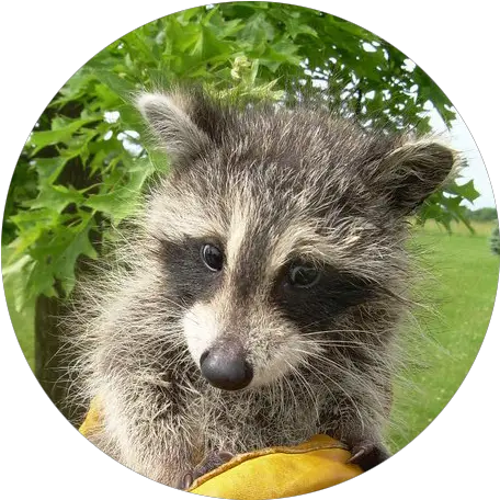  State College Wildlife Removal Felix U0026 Habitat Procyon Png Raccoon Png