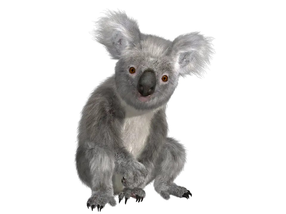  Koala Transparent Background Png Image Transparent Background Koala Bear Png Koala Transparent