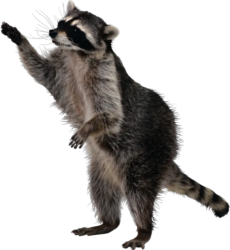  Png Background Raccoon Png Raccoon Transparent Background