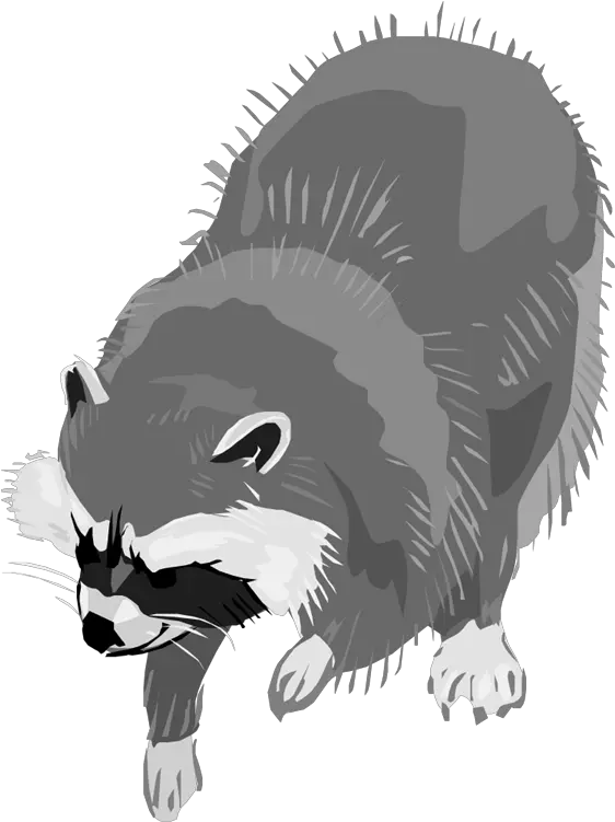  Free Raccoon Clipart 8 Racoon Clipart Transparent Background Png Raccoon Transparent Background