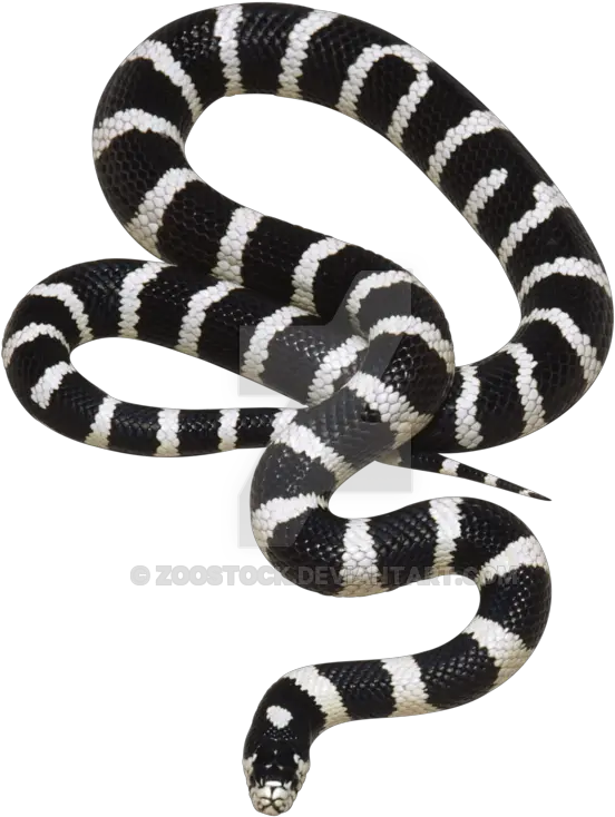  Snake Black And White Snake Png Snake Transparent Background