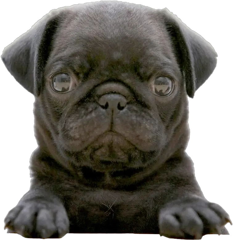  Pug Png Picture Black Pug Puppy Pug Png