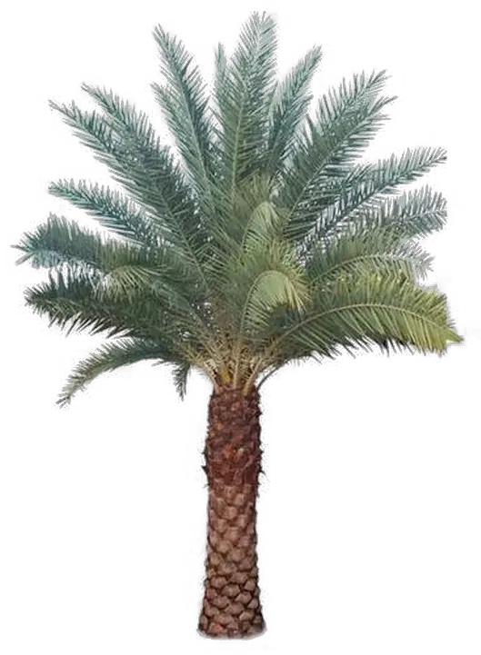  Palm Tree Transparent Images Al Saudia Tibbi Foundation Png Palm Png