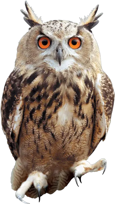  Png Owl Owl Png Owl Transparent