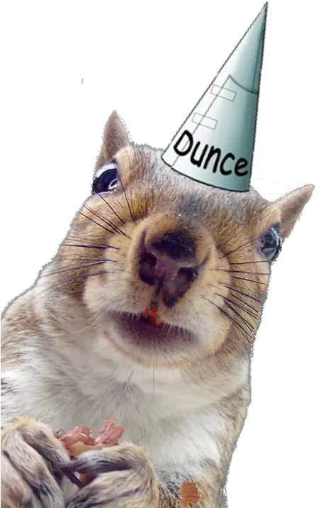  Download Squirrel Squirrel Png Dunce Cap Png