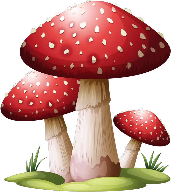  Red Mushroom Png Red Mushroom Drawing Mushroom Transparent Background