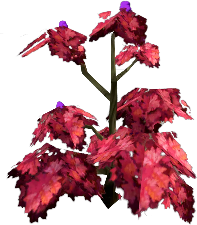  Rumberry Bush The Runescape Wiki Orchid Png Bushes Transparent