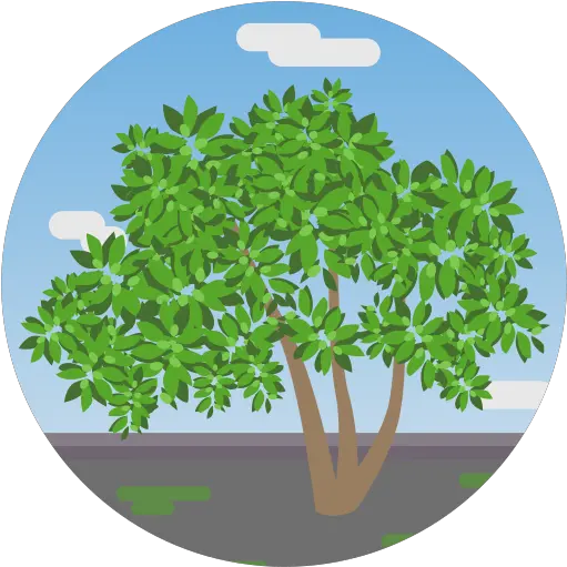  Vegetation Tree Sweet Tabaiba Canary Islands Nature Tree Png Rep Icon