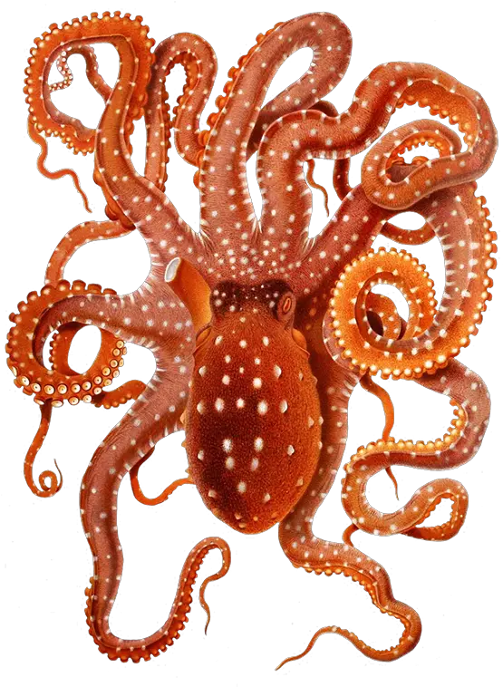  Png Transparent Octopus Octopus Png Octopus Png