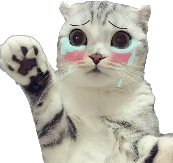  Cat Cry Crycat Sad Sadcat Sticker By Soffyachu Transparent Sad Cat Png Sad Cat Png