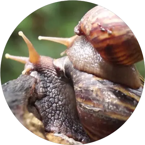  Japanese Trapdoor Snails From 80 Cents Each U2013 Chalily Lymnaeidae Png Snail Transparent