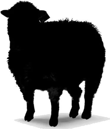  Transparent Wool Sheep Icon Pngimages Sheep Sheep Icon