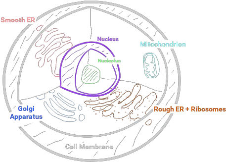  Biology Concept Map Animal Cell Circle Png Mitochondria Png