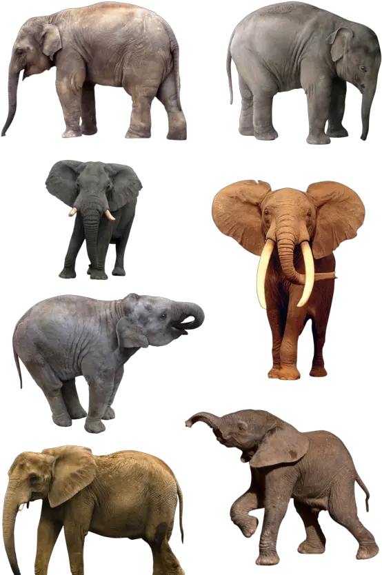  Elephant Png Clipart 4 Photo 5405 Transparent Image Elephant Png Elephant Clipart Transparent