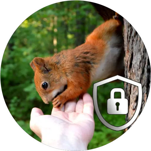  Squirrel Lock Screen Hd Apk 10 Download Apk Latest Version Quotes About Forest And Animals Png Squirrel Icon