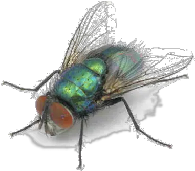  Bottle Fly Blow Flies Png Fly Transparent