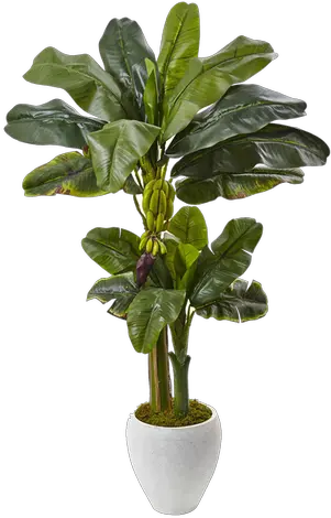  Nearly Natural 5 Foot Double Stalk Banana Tree In White Oval Planter Banana Plant Vaso Png Banana Tree Png