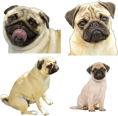  Pugs Transparent Png Images Stickpng Pug Png Pug Face Png