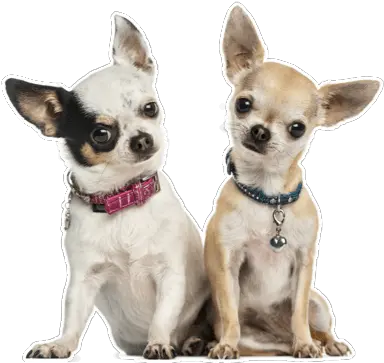  Chihuahua Puppies For Sale In Anderson Two Chihuahuas Png Chihuahua Png