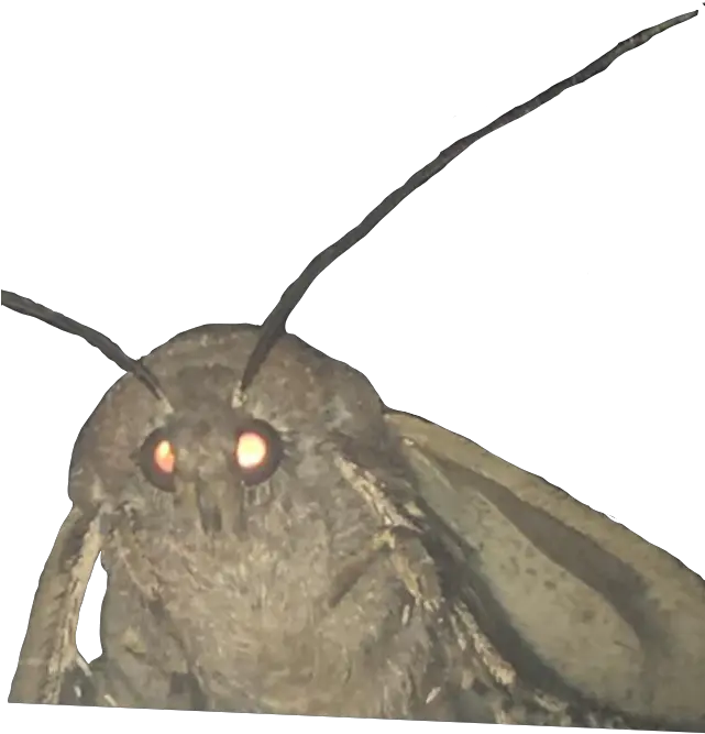  Red Eye Glow Png Meme Image Moth Lamp Meme Transparent Memes Transparent Background