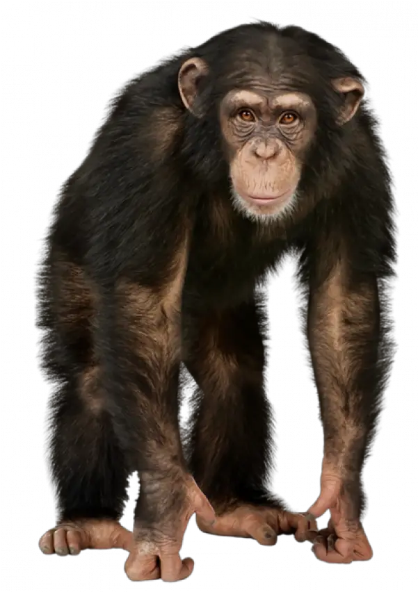  Ape Png Free Images Transparent 4 Pics 1 Word Level 230 Answer Ape Png