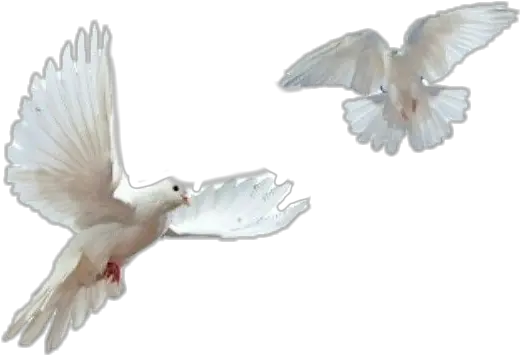  Whitedove Dove Doves Asthetic Png Transparent Doves Png White Dove Png