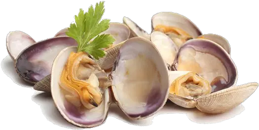  Clams Png Picture Clams Clam Png